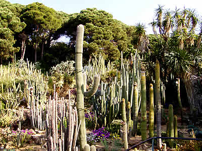 Cacti in the Blanes Botanical Gardens